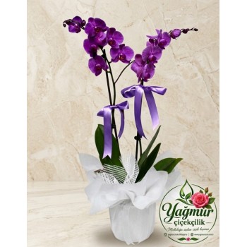 Çift Dal Özel Tasarım Mor Orkide (Phalaenopsis)